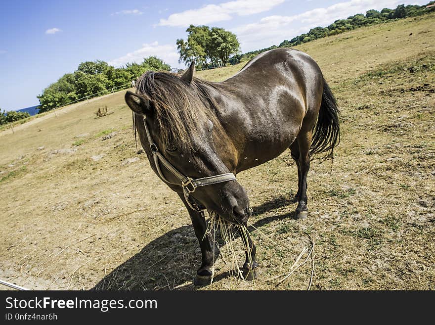 Horse, Horse Like Mammal, Fauna, Mare