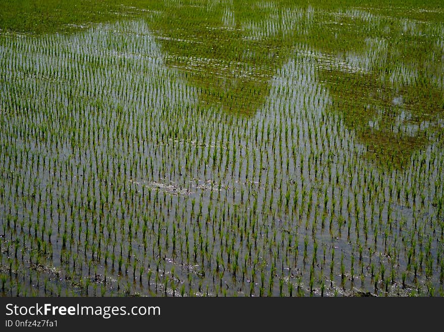 Water, Green, Vegetation, Wetland