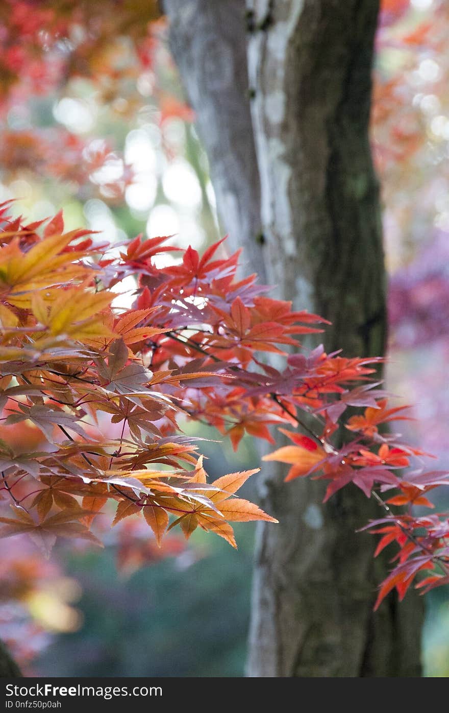 Leaf, Autumn, Tree, Branch