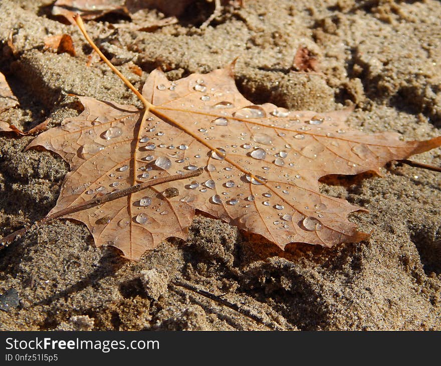 Leaf, Plant, Soil, Autumn