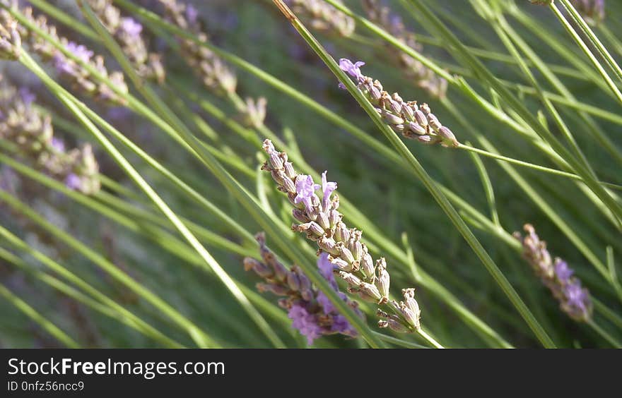 Plant, Grass, Grass Family, Lavender