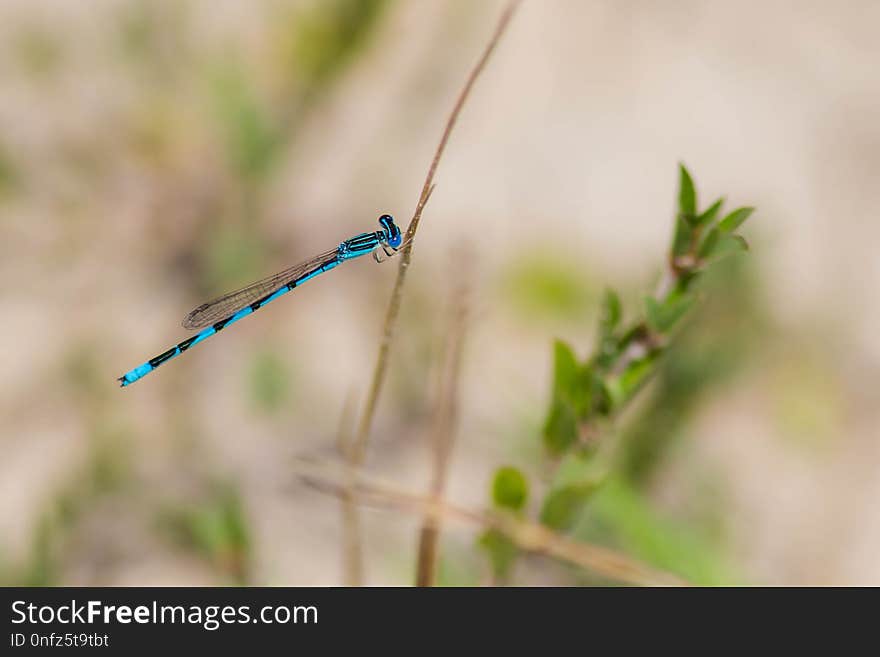 Damselfly, Insect, Invertebrate, Dragonfly