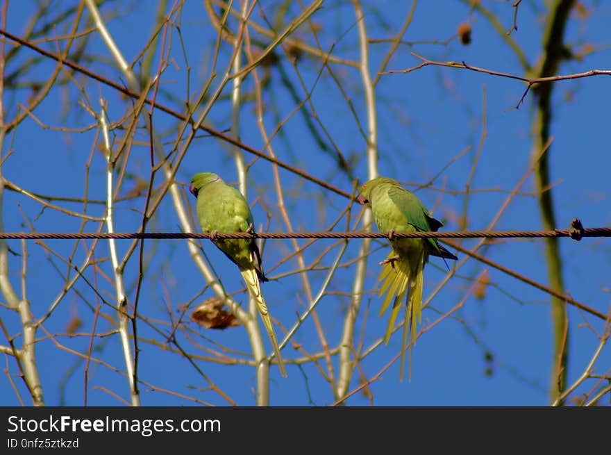 Bird, Fauna, Beak, Branch