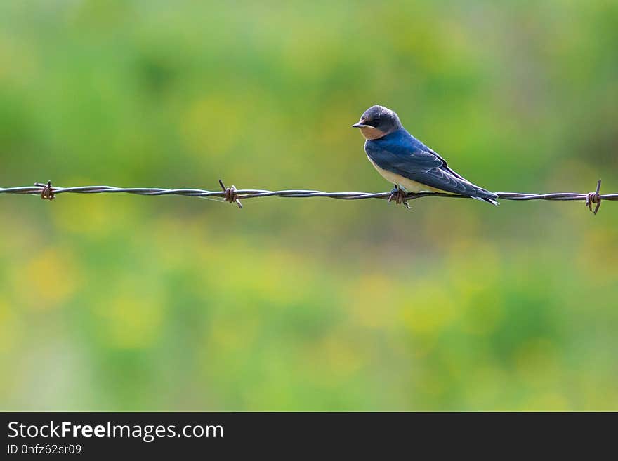 Bird, Ecosystem, Fauna, Beak