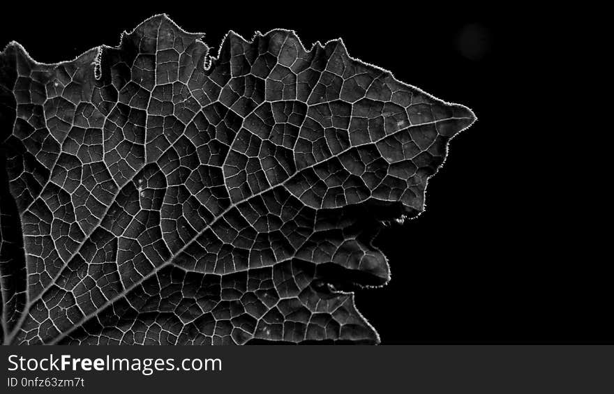 Black, Black And White, Monochrome Photography, Leaf