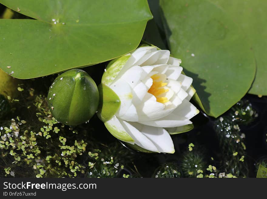 Flower, Plant, Flora, Aquatic Plant