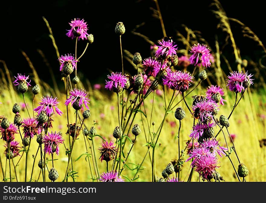 Flower, Plant, Flora, Purple