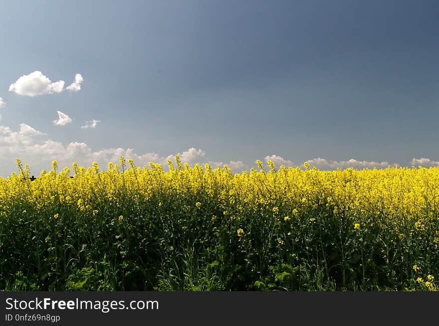 Yellow, Rapeseed, Field, Canola