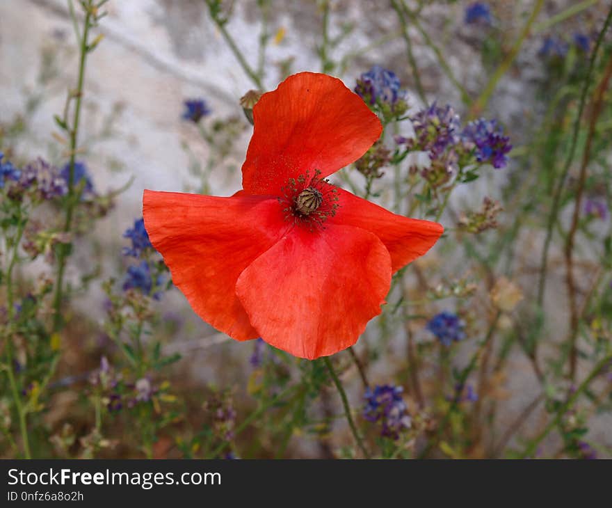 Flower, Wildflower, Flora, Poppy