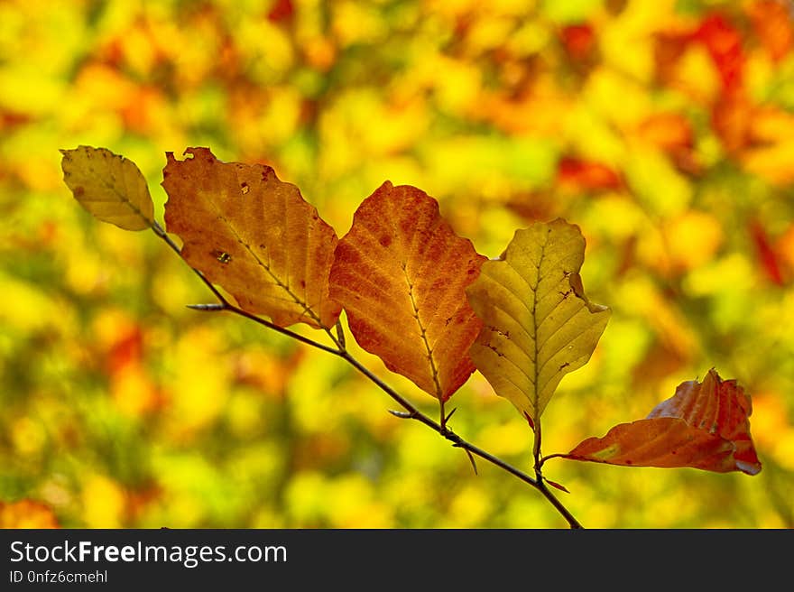 Leaf, Autumn, Yellow, Deciduous