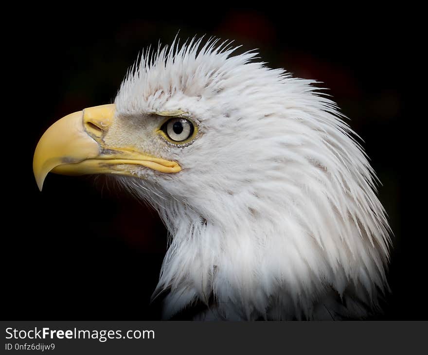 Beak, Bird Of Prey, Eagle, Bird