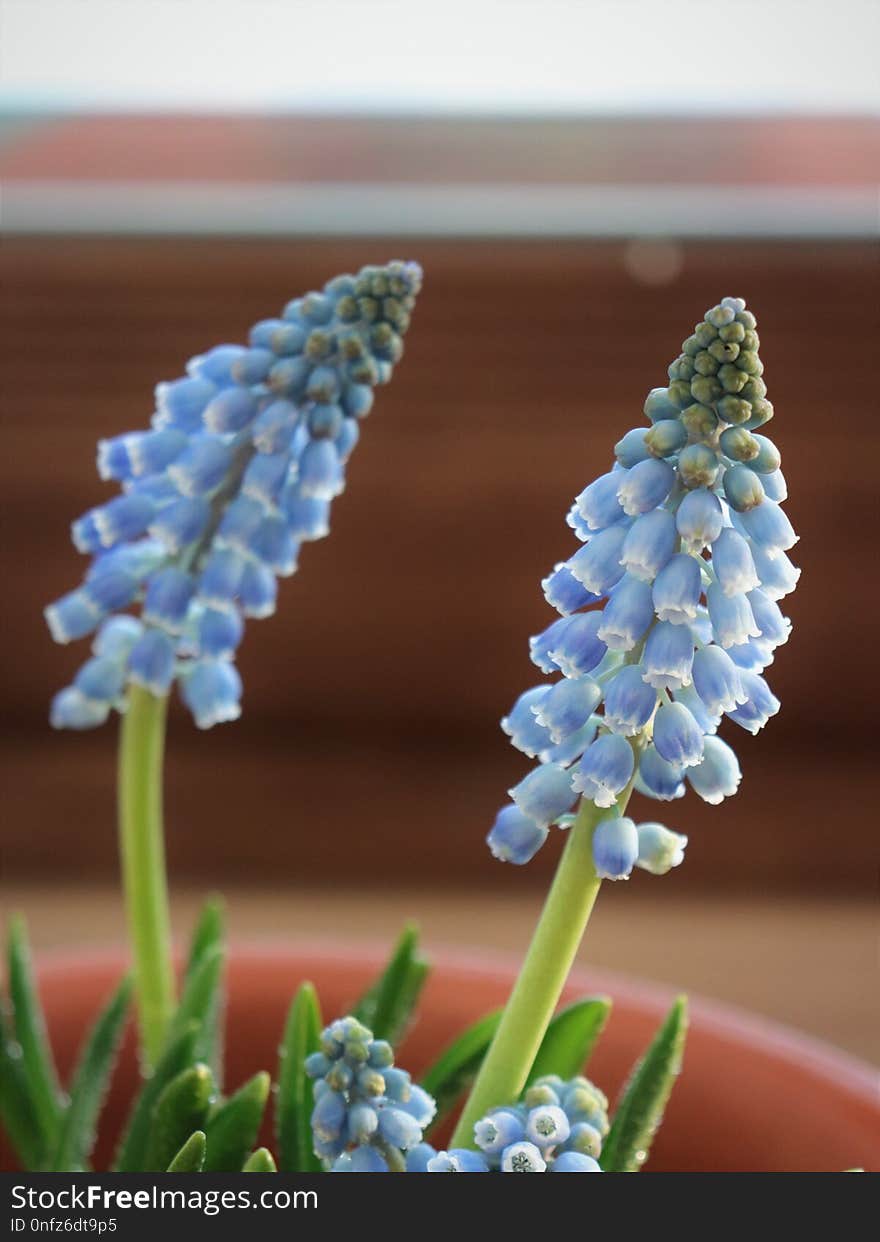 Flower, Plant, Hyacinth, Flowering Plant