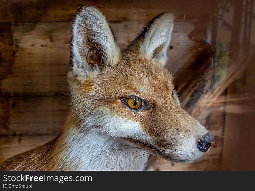 Wildlife, Fauna, Mammal, Fox