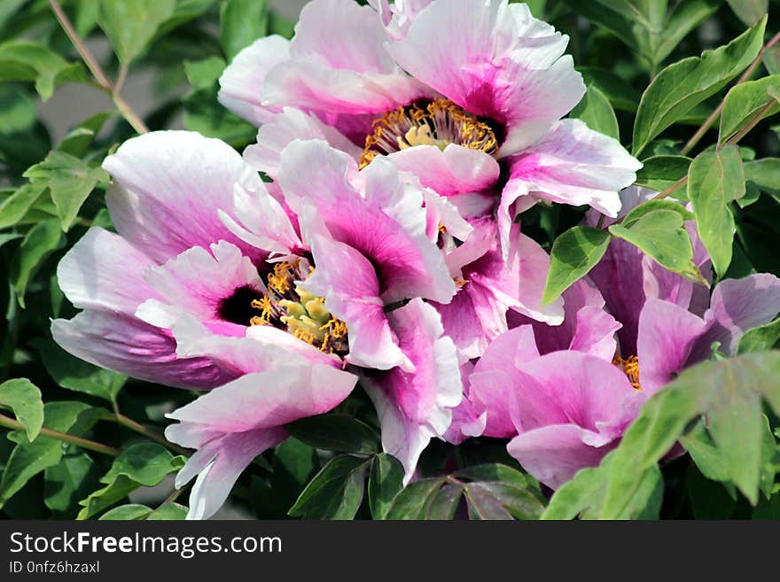 Flower, Plant, Flowering Plant, Peony