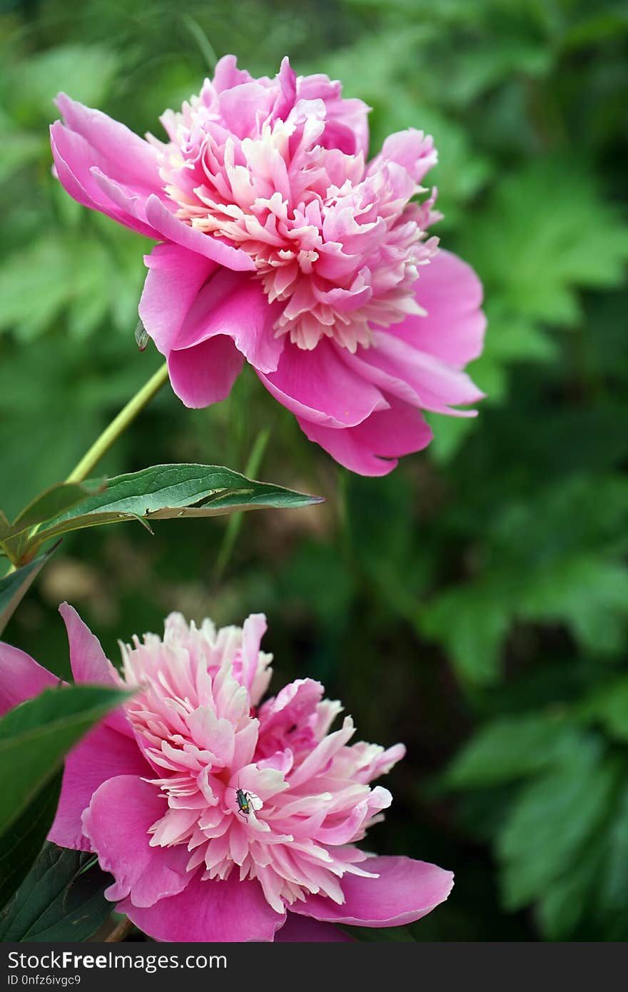 Flower, Peony, Plant, Flowering Plant