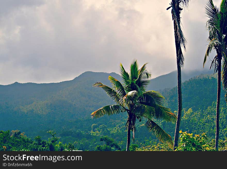 Nature, Vegetation, Sky, Tree