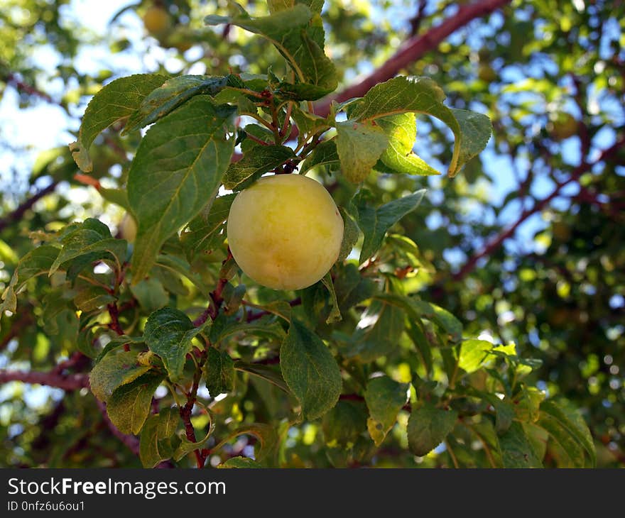 Fruit, Fruit Tree, Citrus, Plant