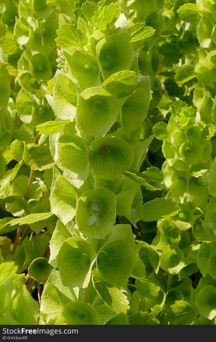 Plant, Leaf, Herb, Annual Plant