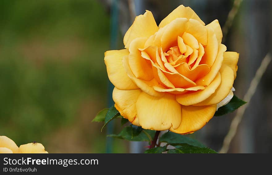 Rose, Rose Family, Flower, Yellow