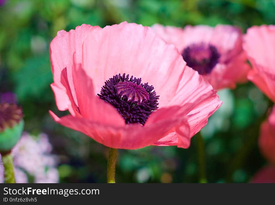 Flower, Pink, Flowering Plant, Wildflower