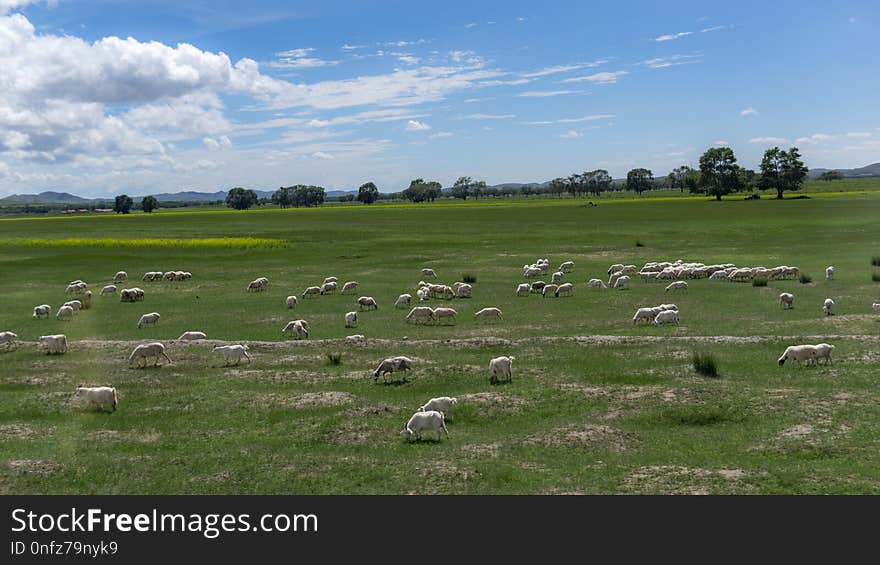 Grassland, Pasture, Ecosystem, Nature Reserve