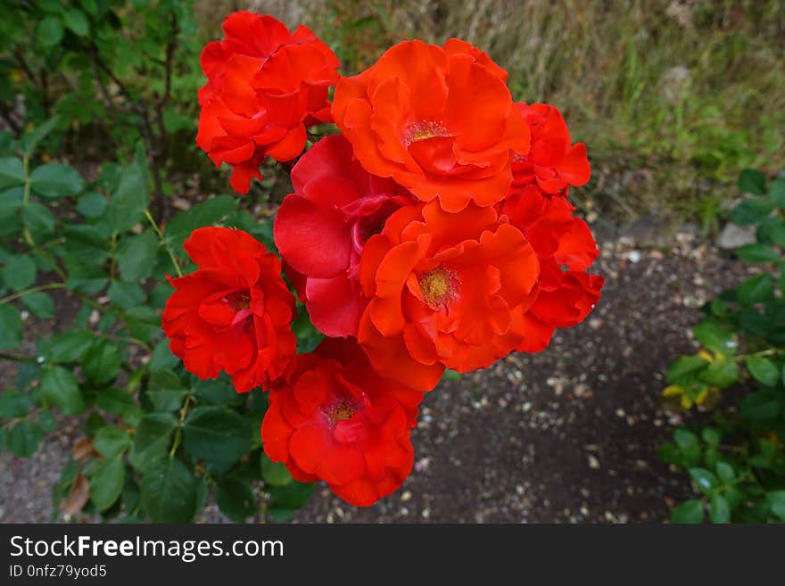 Rose, Flower, Rose Family, Floribunda