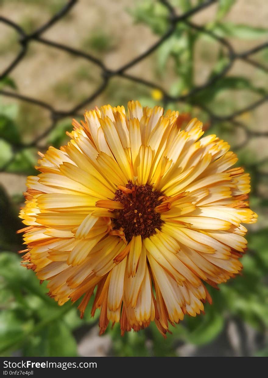 Flower, Flora, Calendula, Wildflower