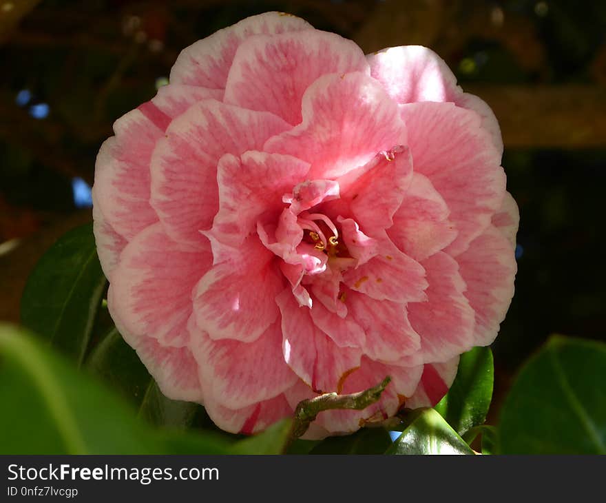 Flower, Plant, Pink, Flowering Plant