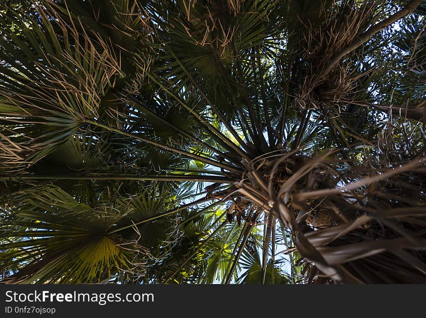 Tree, Plant, Vegetation, Woody Plant