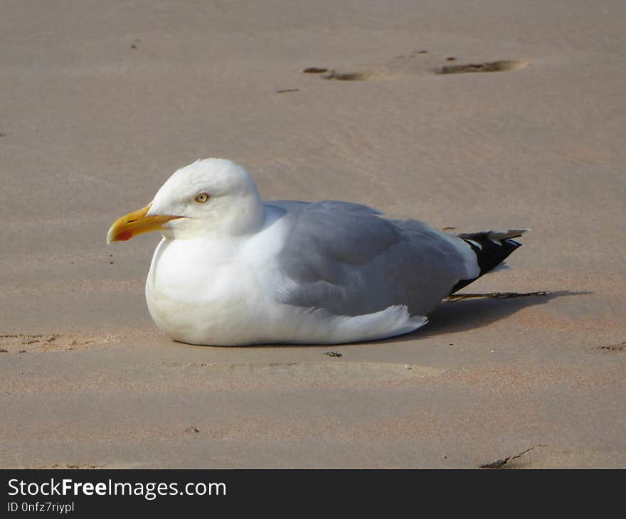 Bird, Gull, Seabird, European Herring Gull