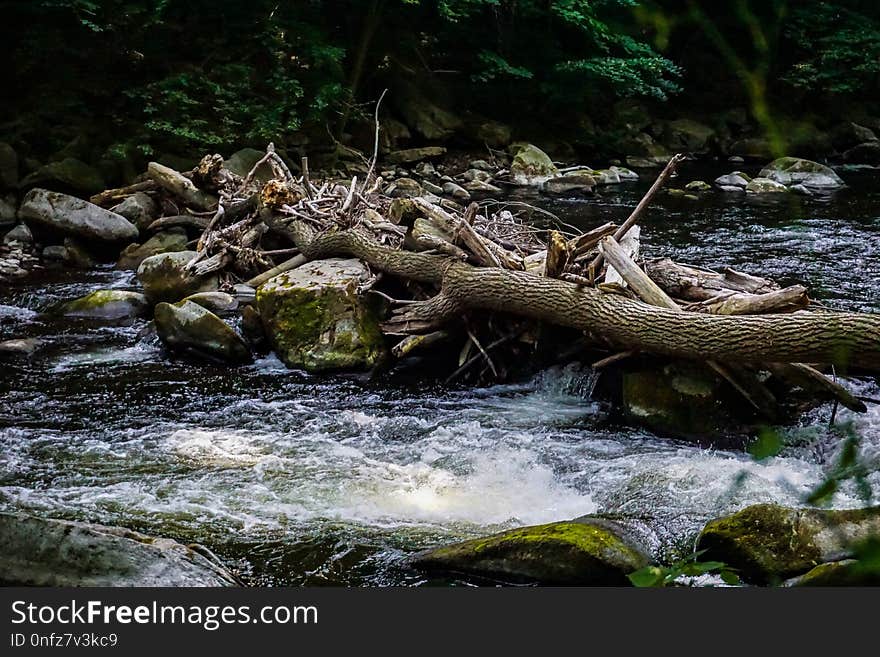 Water, Stream, Ecosystem, Wilderness