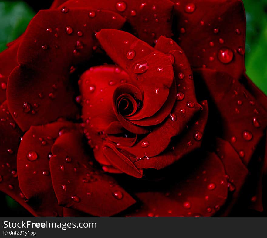 Red, Garden Roses, Rose, Flower