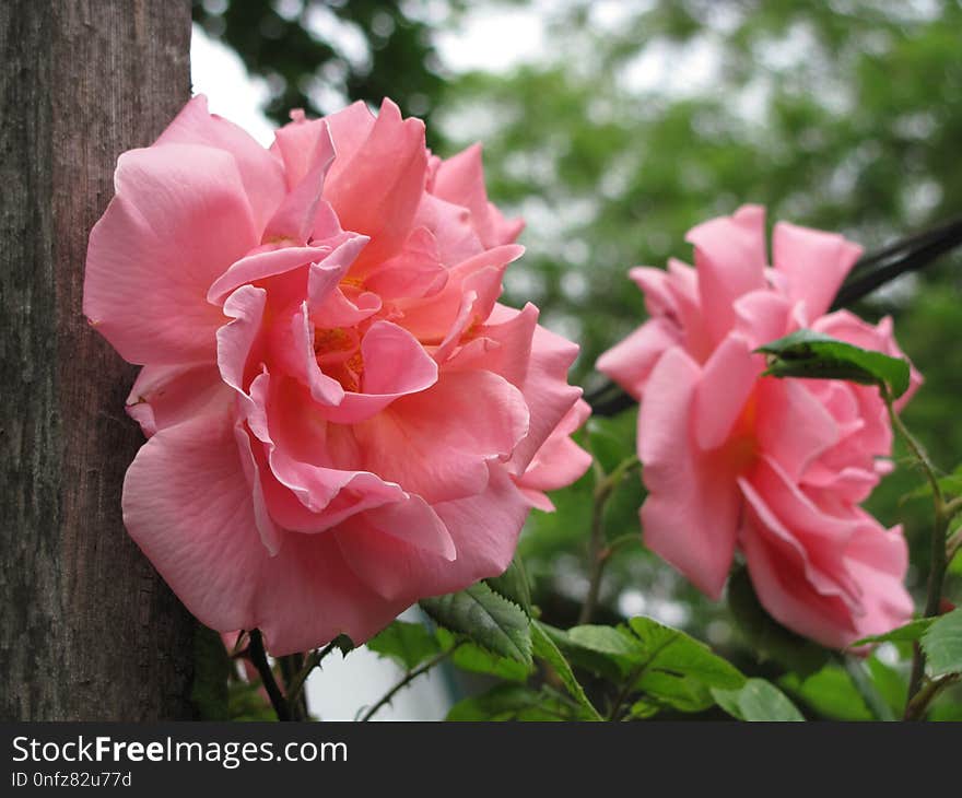 Flower, Rose, Rose Family, Pink