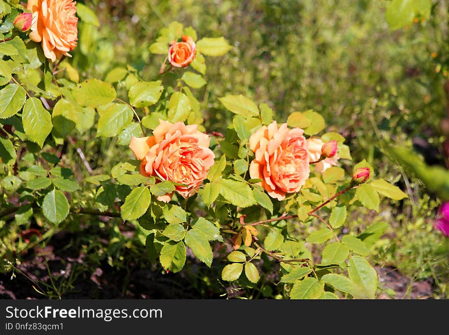 Flower, Rose Family, Plant, Rose