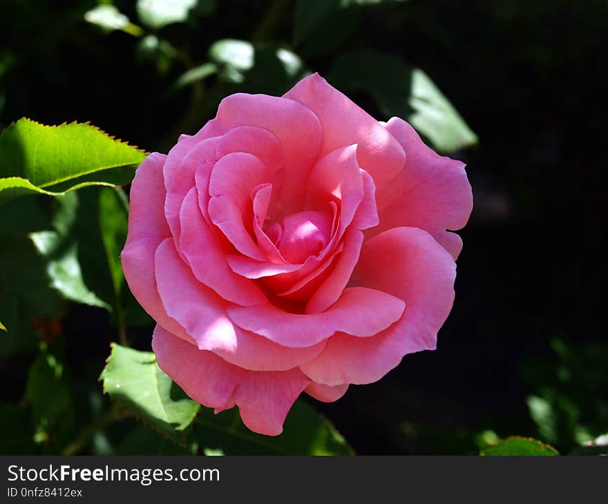 Flower, Rose, Rose Family, Floribunda