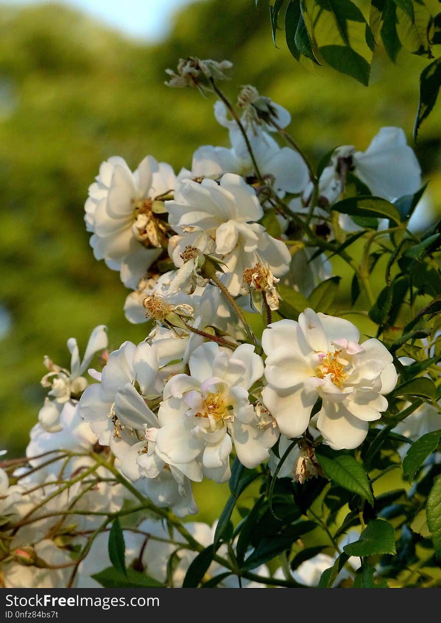 Flower, Rose Family, Flowering Plant, Spring