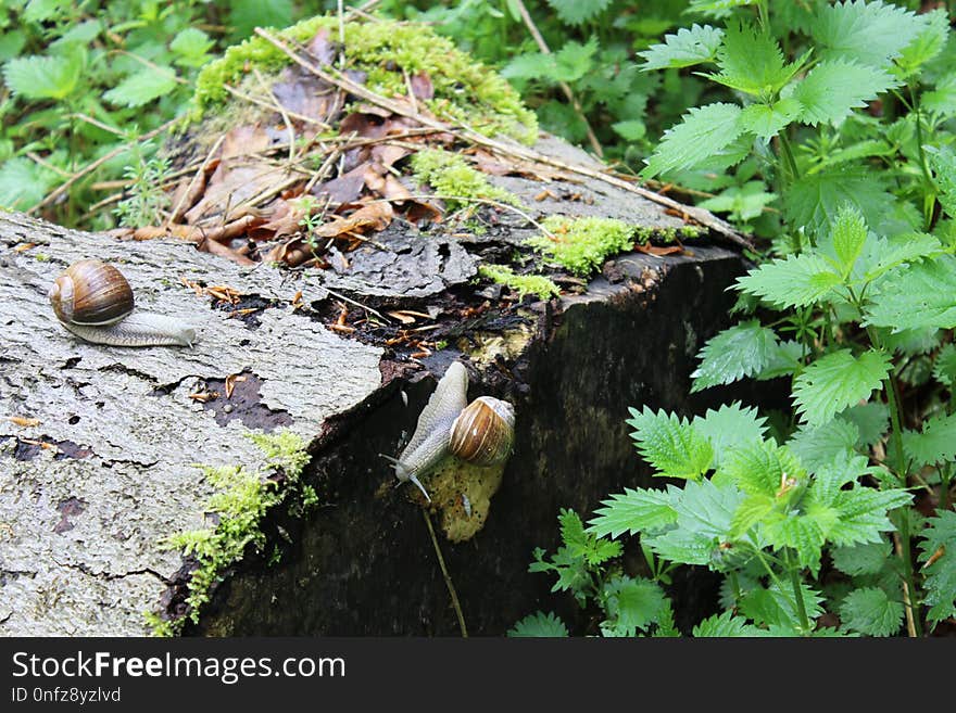 Leaf, Plant, Water, Grass