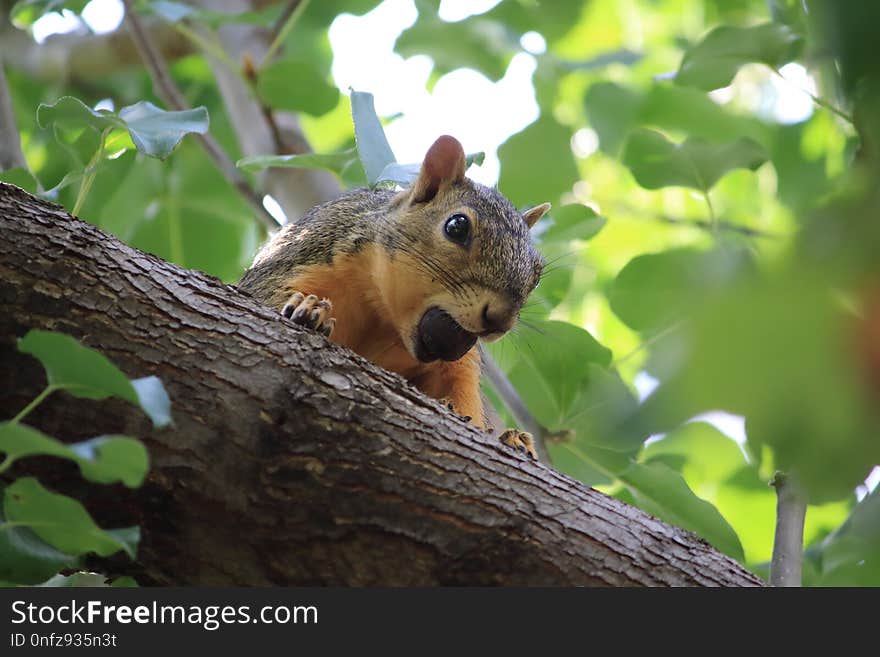 Squirrel, Fauna, Mammal, Fox Squirrel