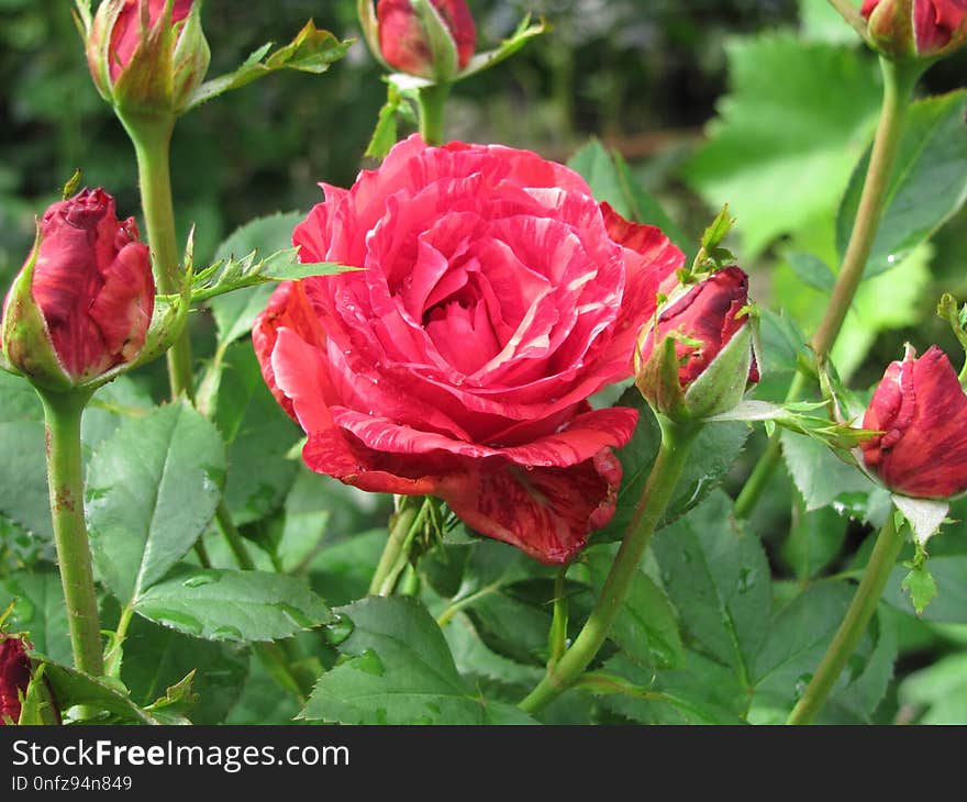 Flower, Rose, Rose Family, Garden Roses