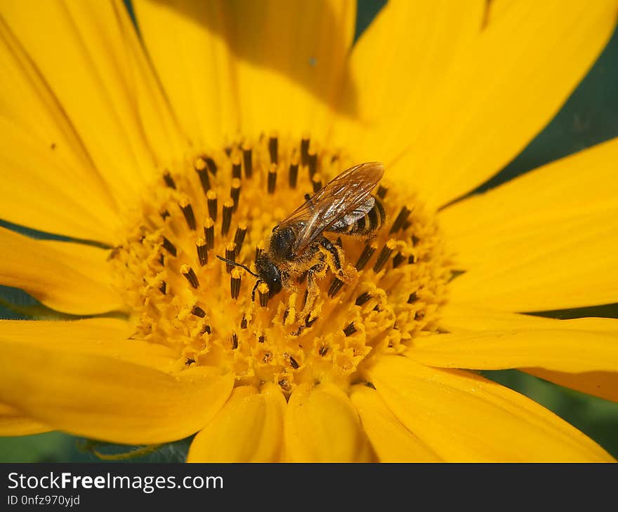 Honey Bee, Bee, Yellow, Flower