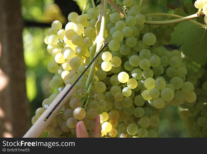 Grape, Grapevine Family, Seedless Fruit, Fruit