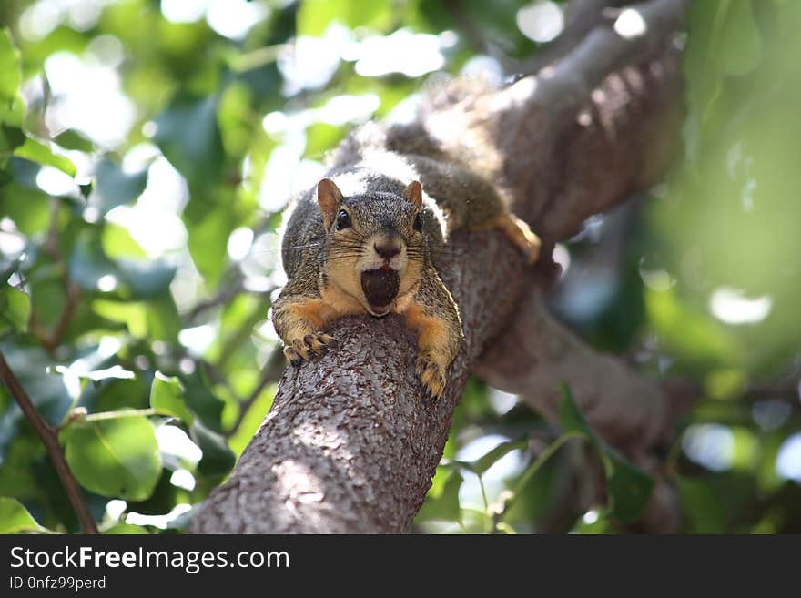 Squirrel, Mammal, Fauna, Fox Squirrel