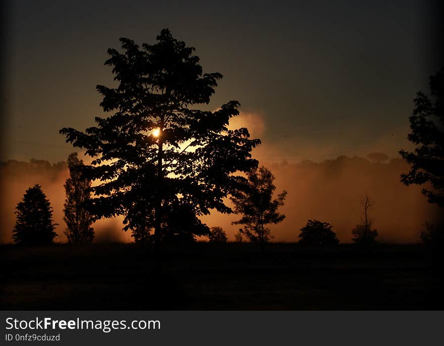 Sky, Nature, Tree, Atmosphere