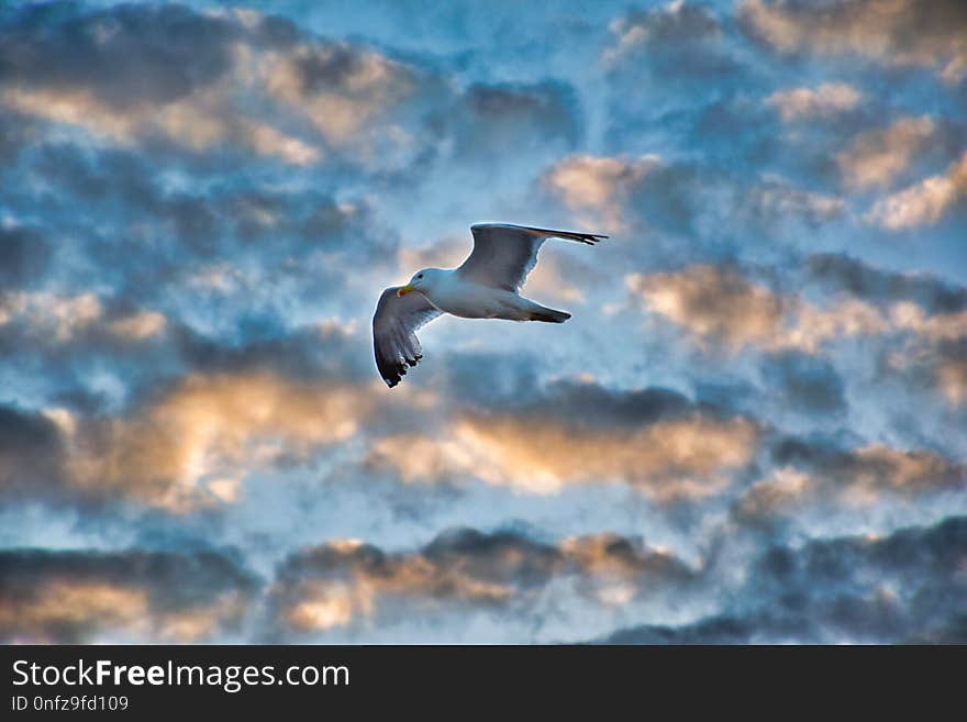 Sky, Bird, Cloud, Flight