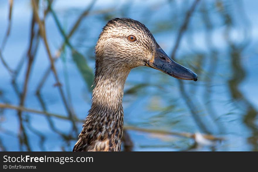 Bird, Duck, Beak, Water Bird