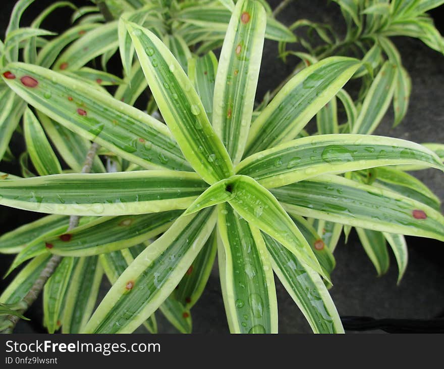 Plant, Leaf, Terrestrial Plant, Evergreen