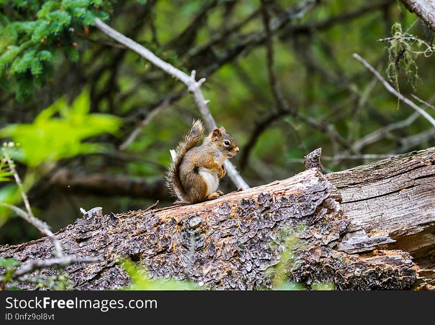 Squirrel, Mammal, Fauna, Wildlife