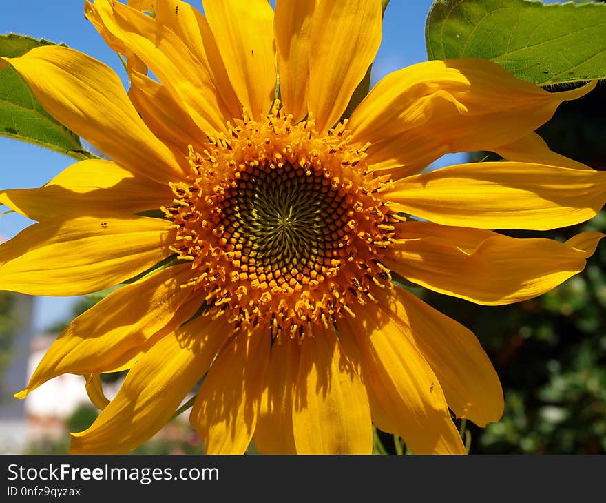 Flower, Sunflower, Yellow, Sunflower Seed