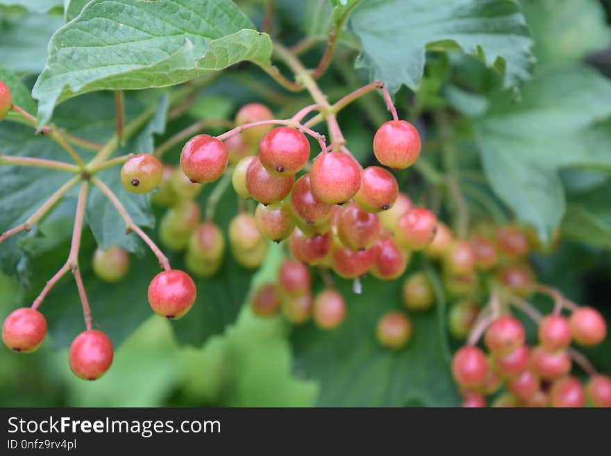 Berry, Cherry, Natural Foods, Fruit