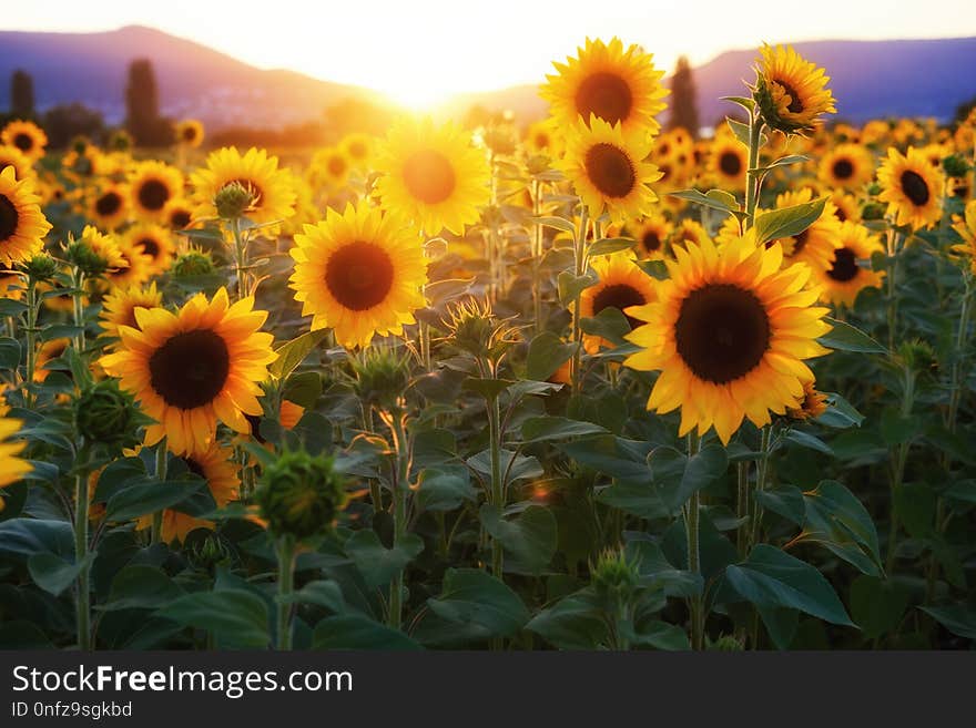 Sunflower, Flower, Yellow, Field